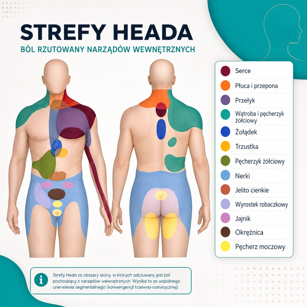 Strefy Heada: mapa obszarów skóry, w których odczuwany jest ból rzutowany z narządów wewnętrznych